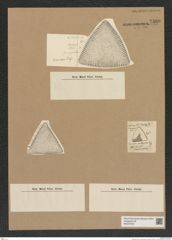Diatomeae indet. Zeichnungen Sammlung Grunow Nr. 7580 (NHMW-BOT-W0376735)